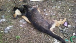 Намериха пресни кучешки гробища край Каменар