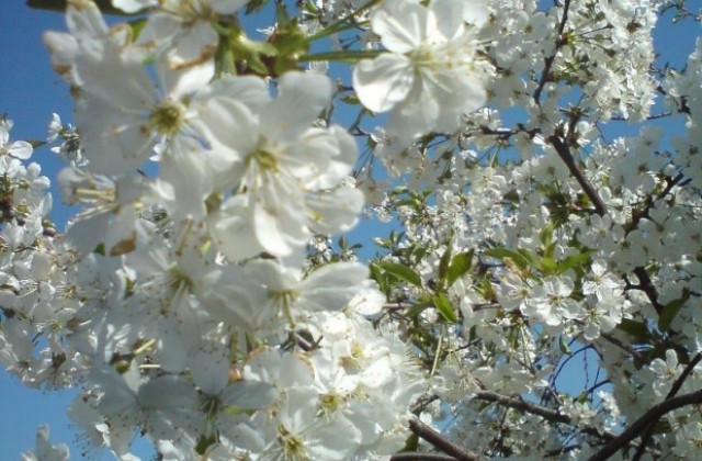 Вишневи цветове - красота и печал