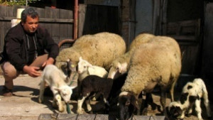 Мними купувачи на агнета шетат по селата