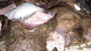 Задържаха бракониери на калкан край Дуранкулак
