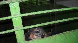 Правят аутопсия на кучетата намерени край приюта в Каменар