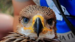 България сред топ дестинациите за бърдуочинг