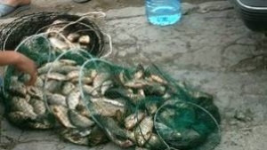 Подаряват бракониерска риба