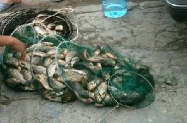 Подаряват бракониерска риба