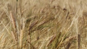 Цената на пшеницата се е удвоила за година