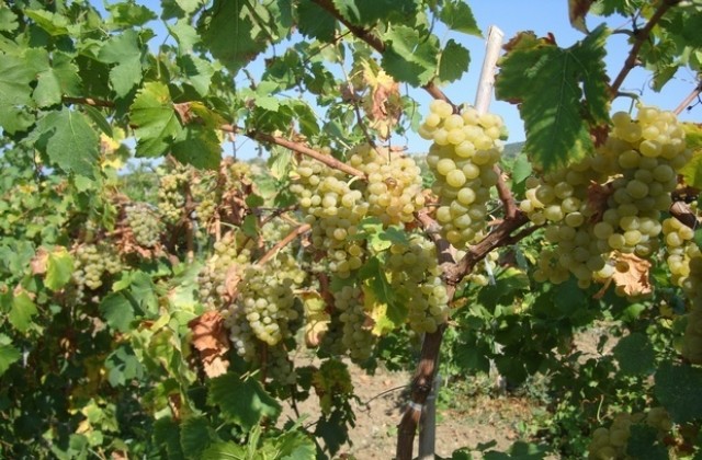 Варненка сред победителите в конкурса „Щастливо село”