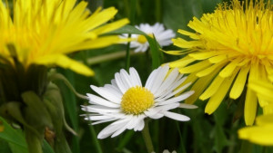 Виница празнува