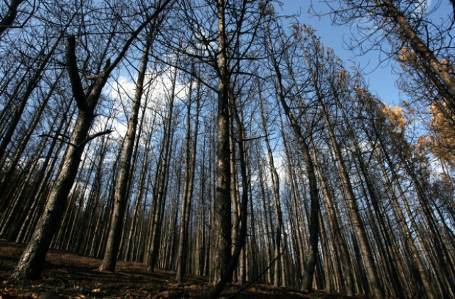 Държавна сигурност взима българските гори