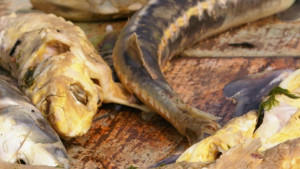 Природозащитници пазят есетровите риби в река Дунав