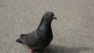 Похитиха гълъби