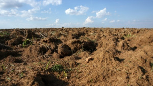Не са открити генетични модификации в защитените зони в Русенско
