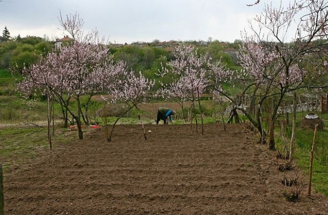 Градините на виладжиите – от шопска салата към „английска” ливада