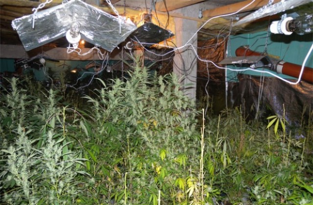 Разбиха наркооранжерия в селски гараж