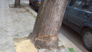 Опитаха да отрежат дърво от вида Чинар в Севлиево