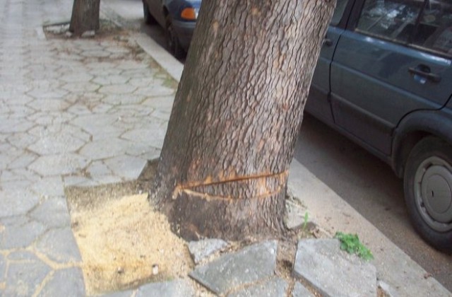 Опитаха да отрежат  дърво от вида „Чинар в Севлиево