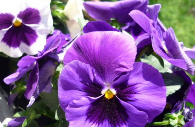 Безработни в Левски учат за градинари