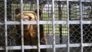 Преглеждат лапата на мечката Бойка в Лесопарка