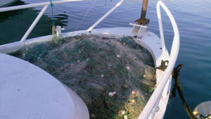 Иззеха бракониерски мрежи от р Дунав