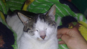 Мащабна акция по спасяването накотарак