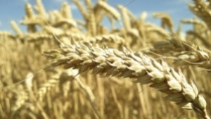 Крадат и трици