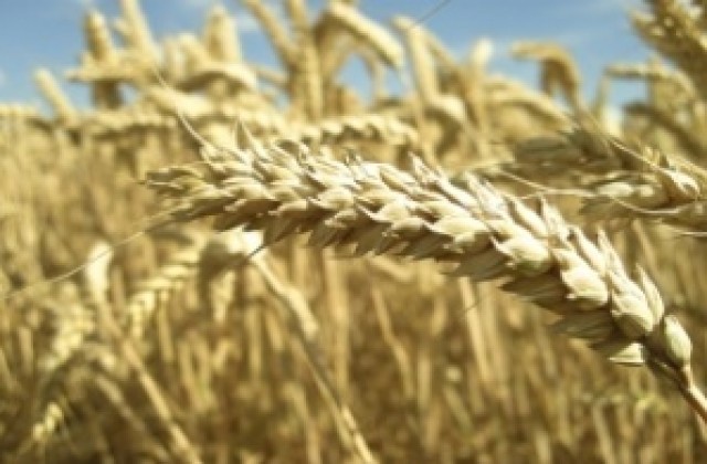 Крадат и трици