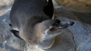 Нови пингвини идват в столичния зоопарк