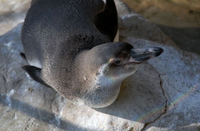Нови пингвини идват в столичния зоопарк