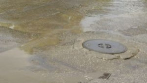 Спасиха куче в Монтана