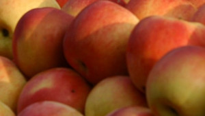 Масова сеч в ябълкова градина