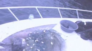 Иззеха бракониерски мрежи за калкан от Черно море