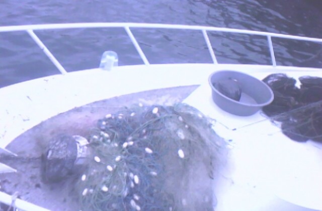 Иззеха бракониерски мрежи за калкан от Черно море