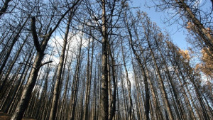 Билкарите подготвят декларация до премиера