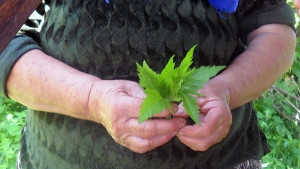 Садят канабис в държавните гори