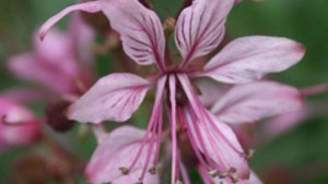 Те ти булка Спасовден