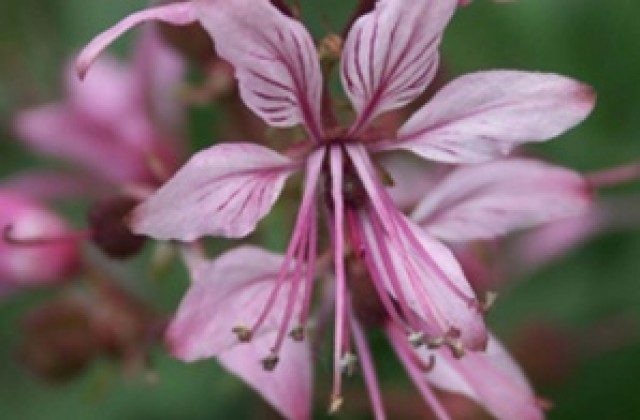 Те ти, булка, Спасовден!