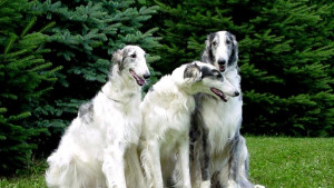 Хрътки ще се надбягват в събота