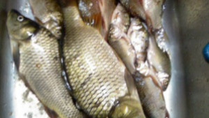 Инспектори на ИАРА Враца са хванали бракониери в Бяла Слатина