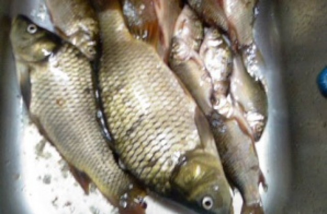 Инспектори на ИАРА Враца са хванали бракониери в Бяла Слатина