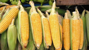 Унищожиха 1000 декара с царевица