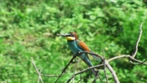 Пазят птици с екопроект