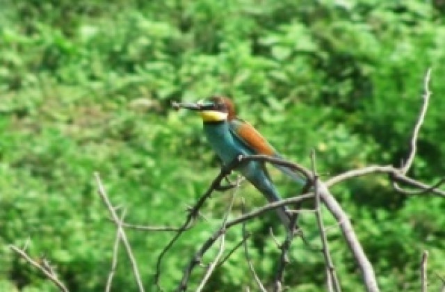 Пазят птици с екопроект