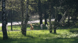 Лекари съветват Не отстранявайте кърлежите в домашна среда