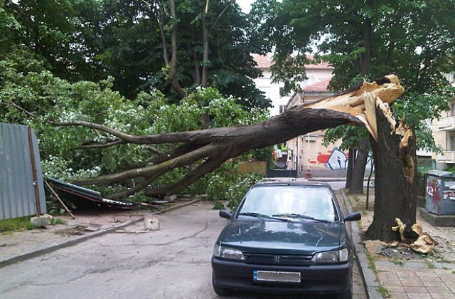 Силният вятър събори дърво в Добрич