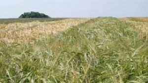 Нови играчи вдигнаха 4 пъти цените на държавните ниви в