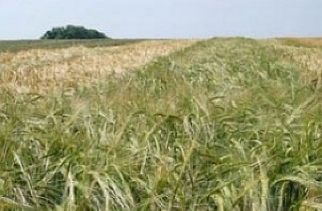 Нови играчи вдигнаха 4 пъти цените на държавните ниви в Разградско