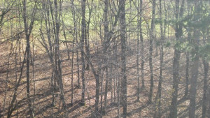 Край на поголовната сеч на Узана