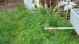 Разкриха дворно място засято с канабис