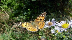 Приеха план за управление на Природен парк Златни пясъци