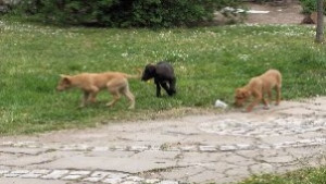 110 кучета живеят в приюта над 4000 са на улицата