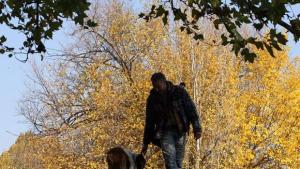 Шест акта отнесоха стопани на кучета разхождали ги без документи